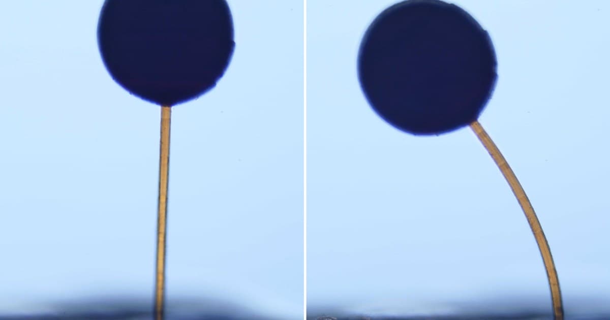 Microestruturas flexíveis respondem a um campo magnético. Imagem: pesquisadores, via MIT News.
